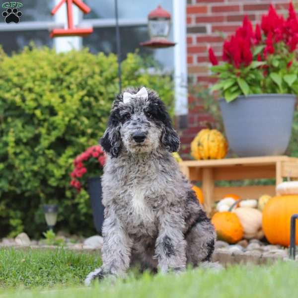 Raina, Newfypoo Puppy